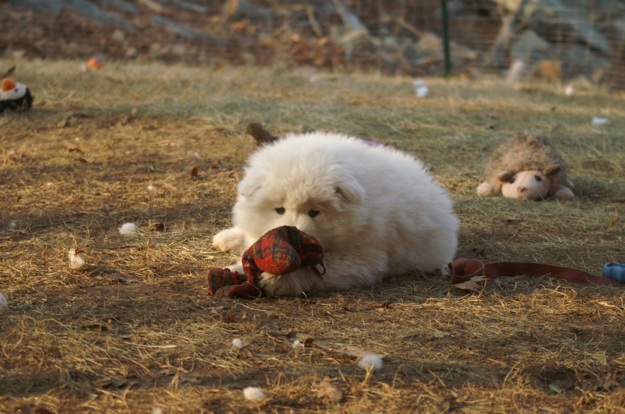 1522801_562249733856144_1953040583_o